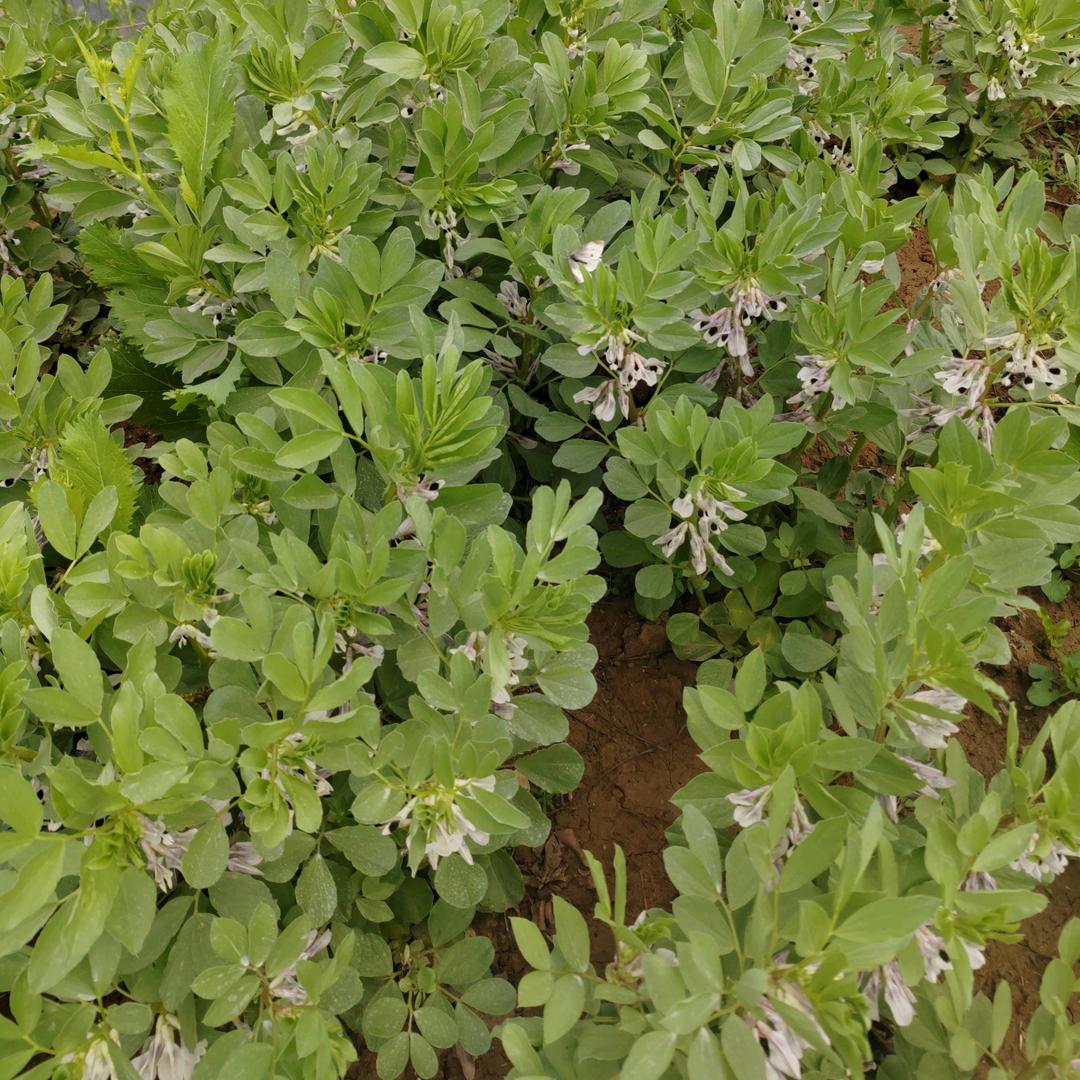 朱小宁
