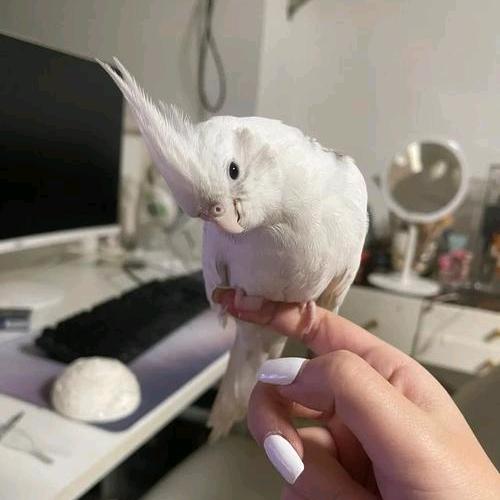 手养鹦鹉