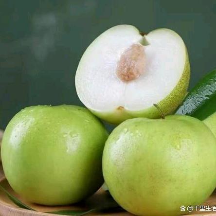 苹果枣种植基地