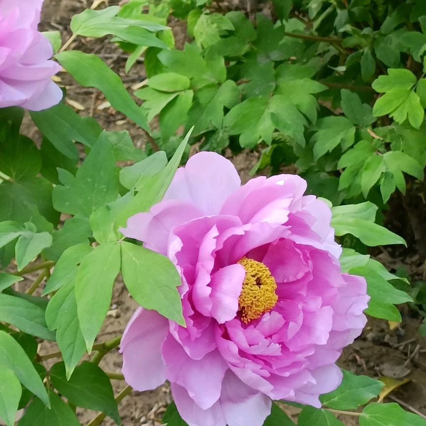 🌸梦里水乡🌸