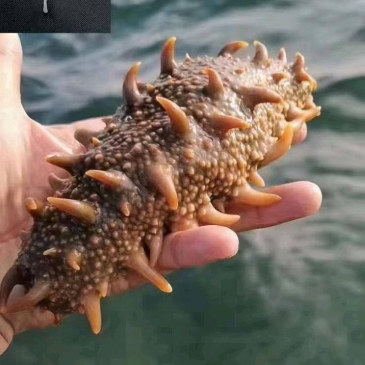 深海情大连辽参青州店。