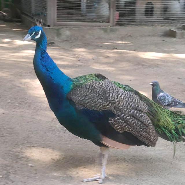 破烂换钱喽～～～