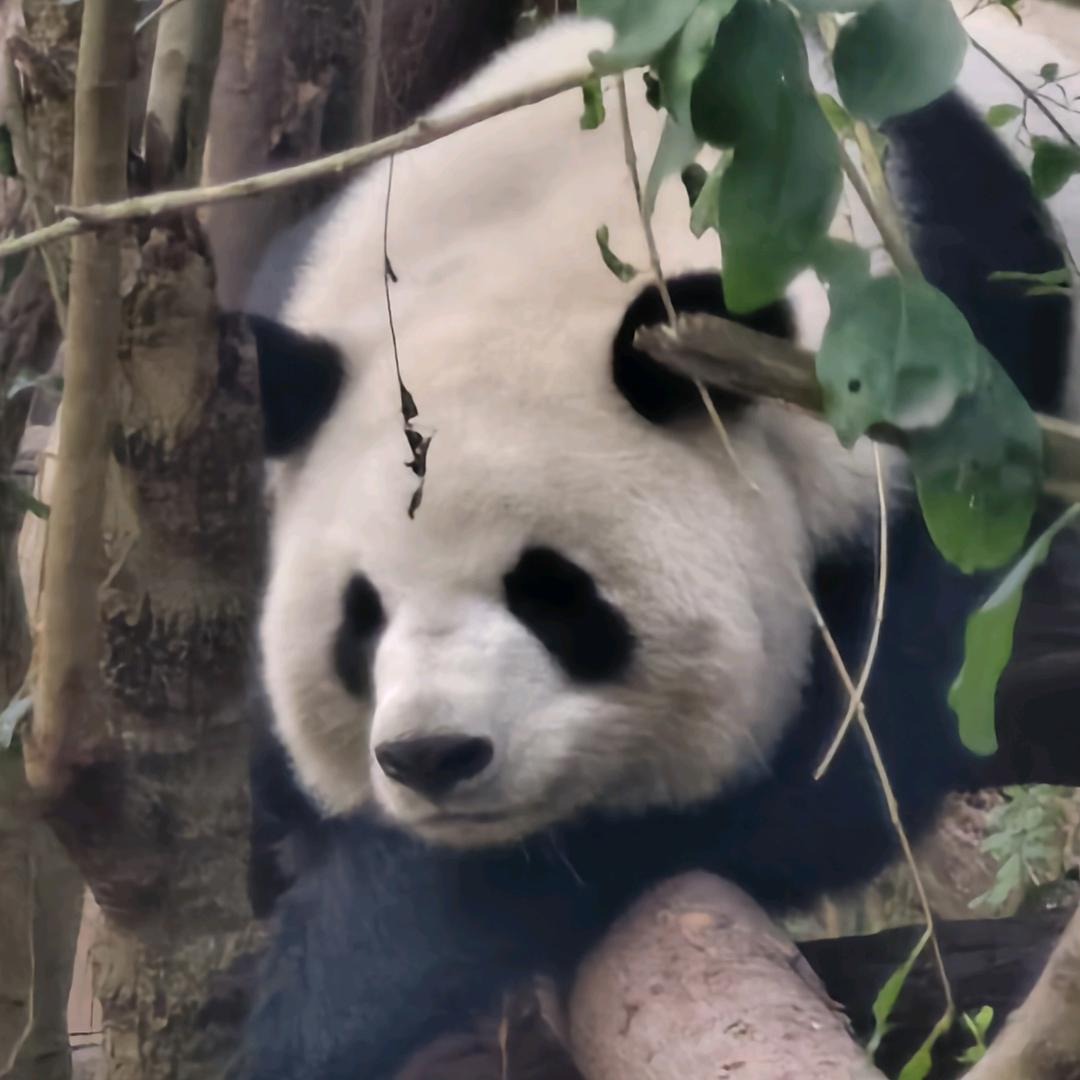 疯狂小乔嘴