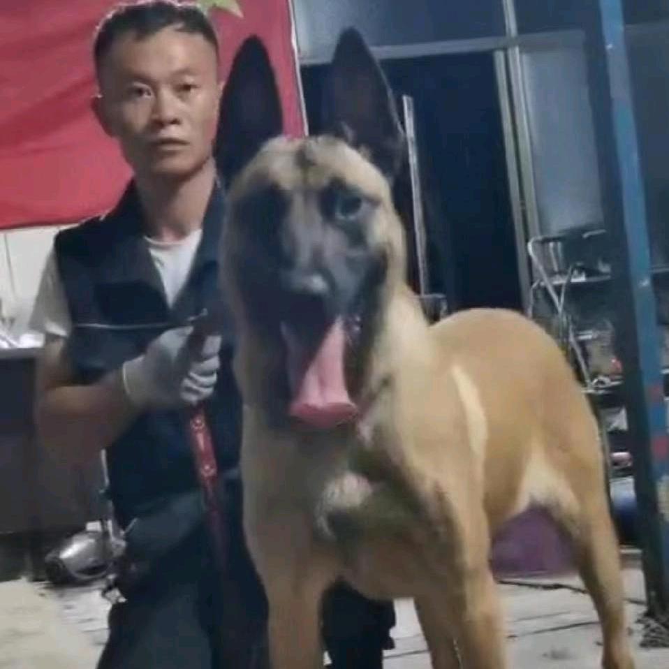 金灿训犬美容培训