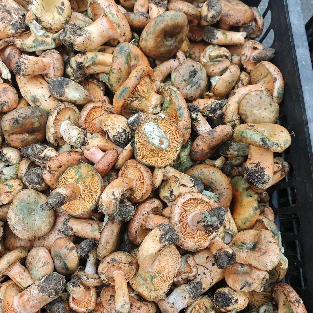宁乡明明野生菌批发