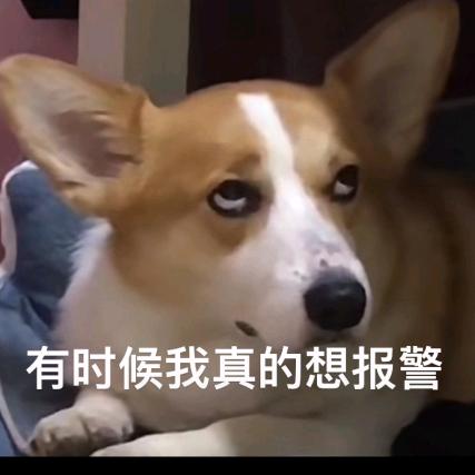陈皮糖🌵