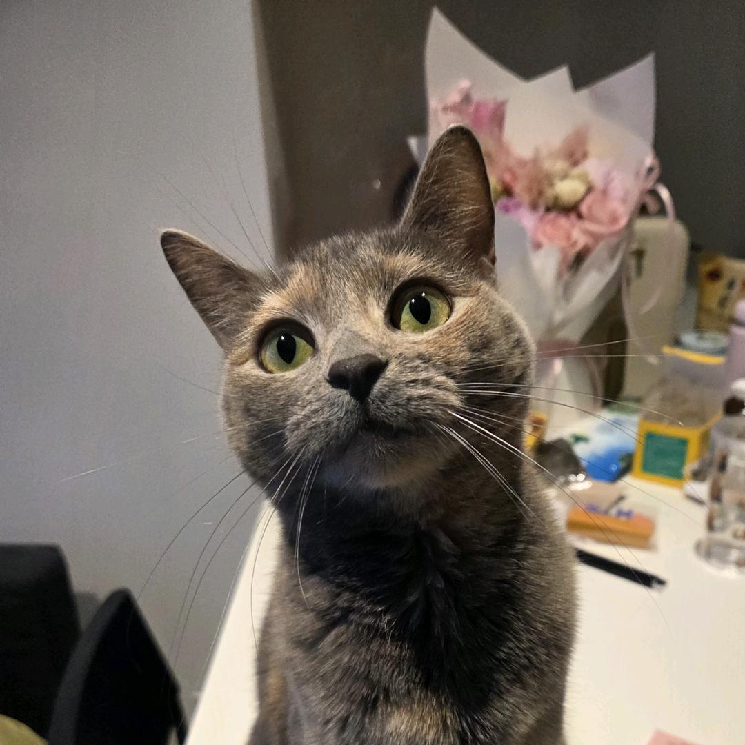 猫不吃猫条🐰