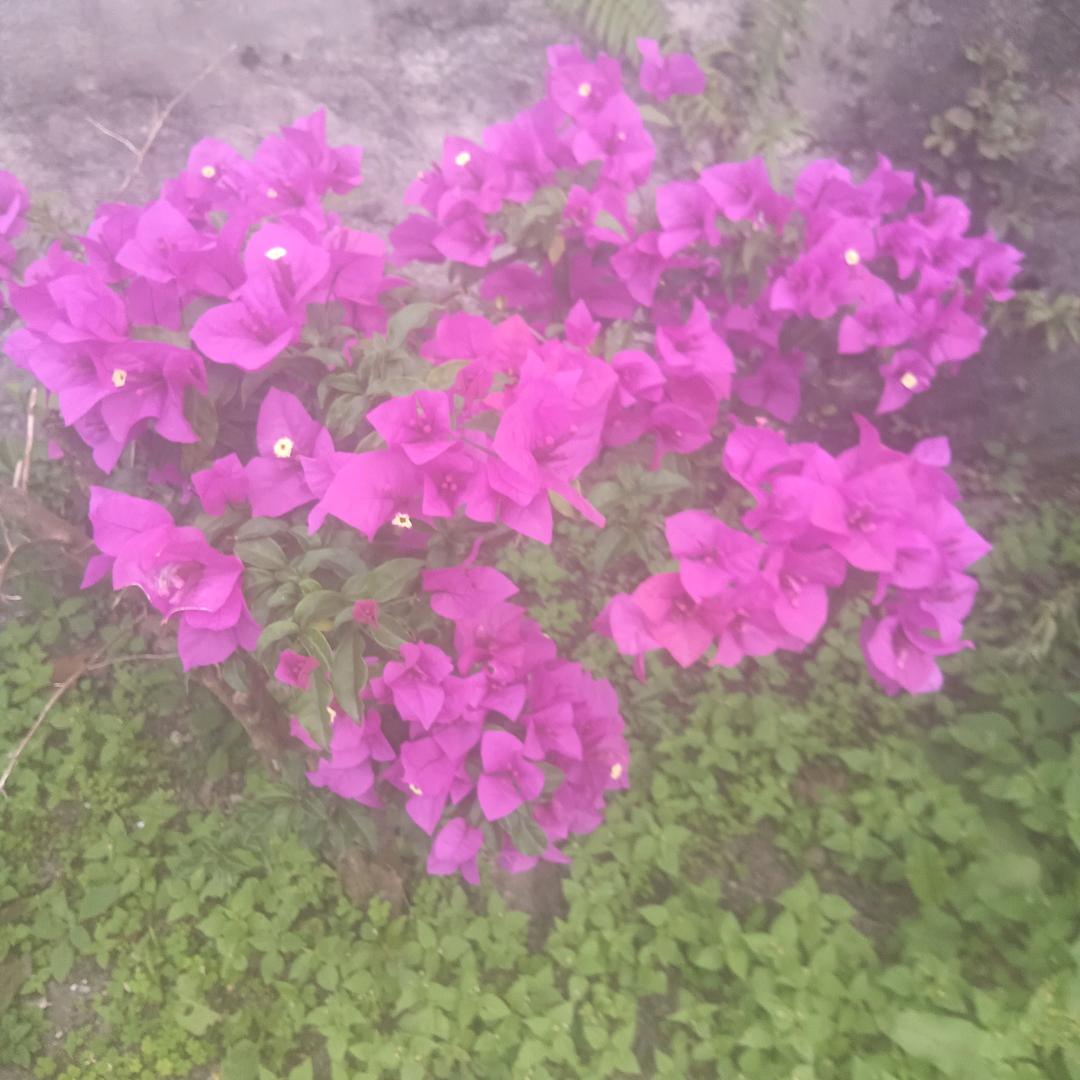 🌹初心🌹