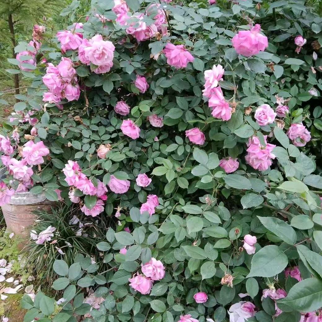 💕᭄ꦿ曾经最美好的回忆。᭄🕊