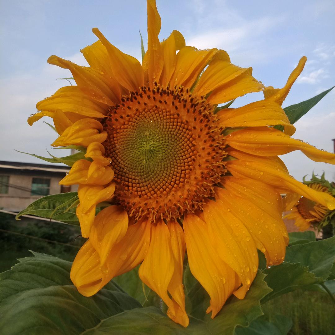 小糖糖