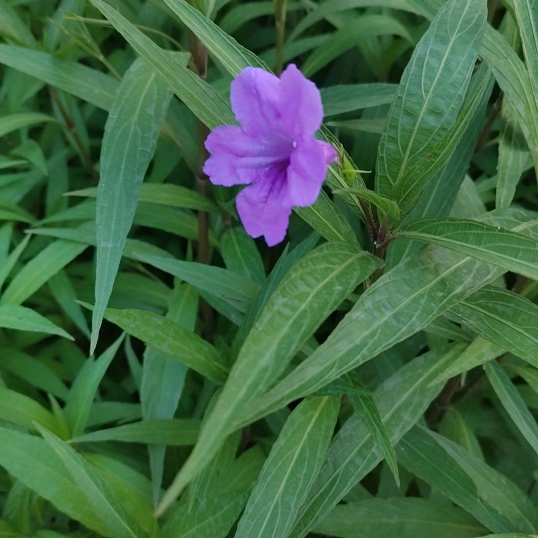 懒洋洋