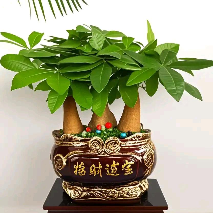 石榴姐✅已认证💯