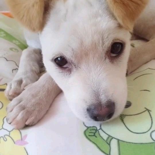 汪汪等等我