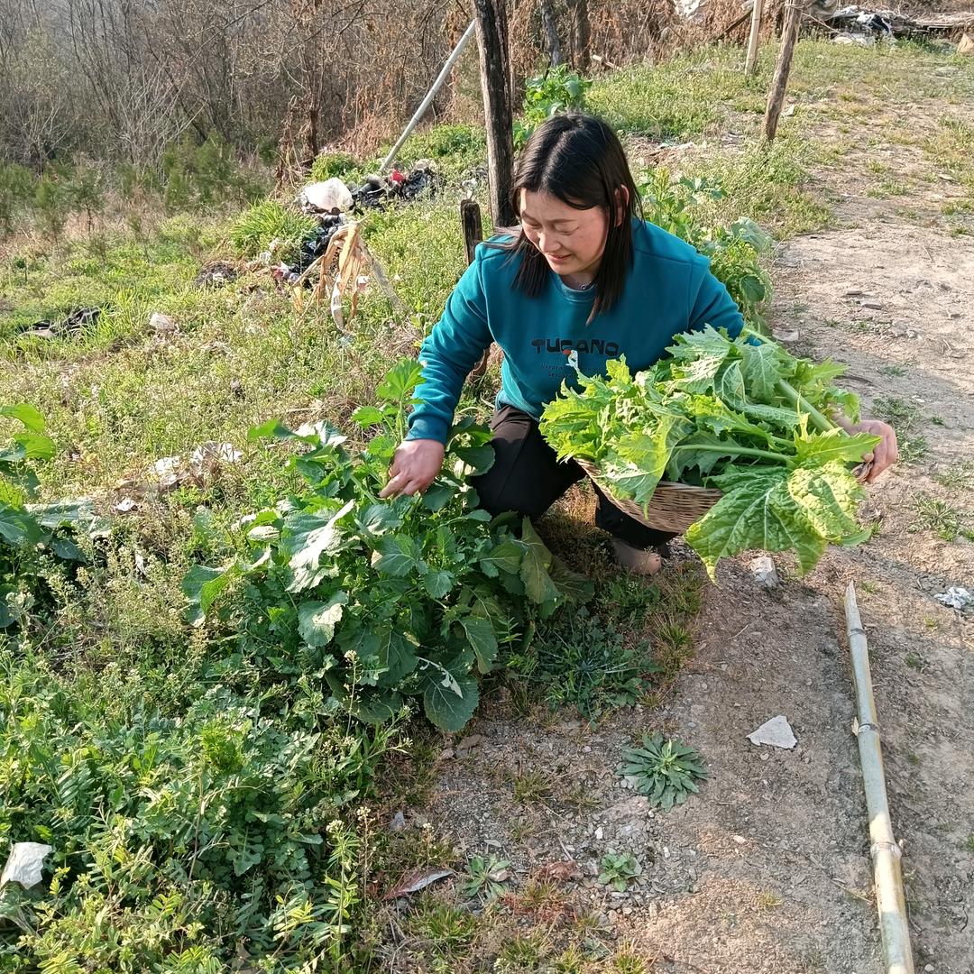 农村阿珍首播筹备