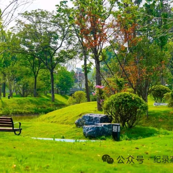 狮山小草