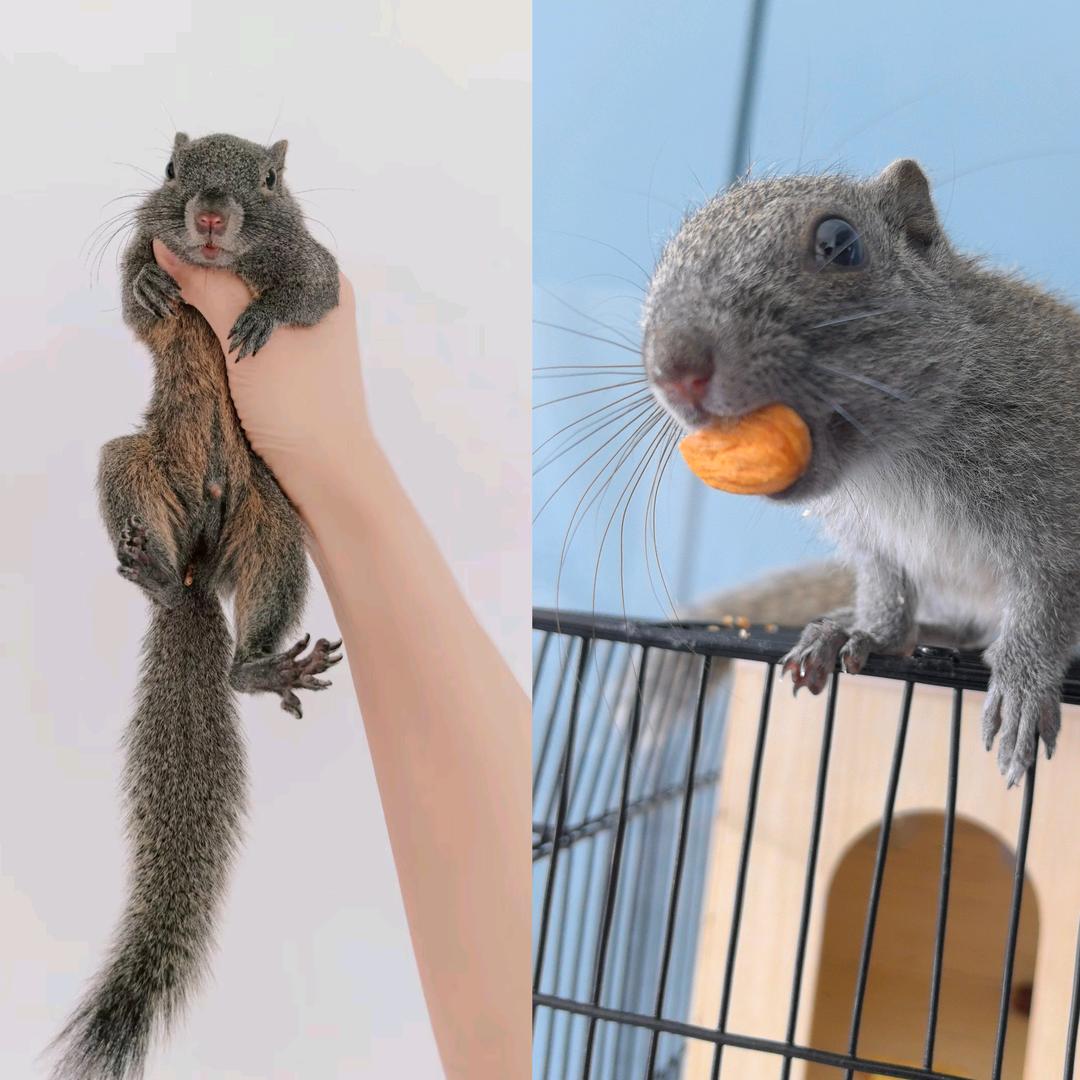 一只鼠子的日常