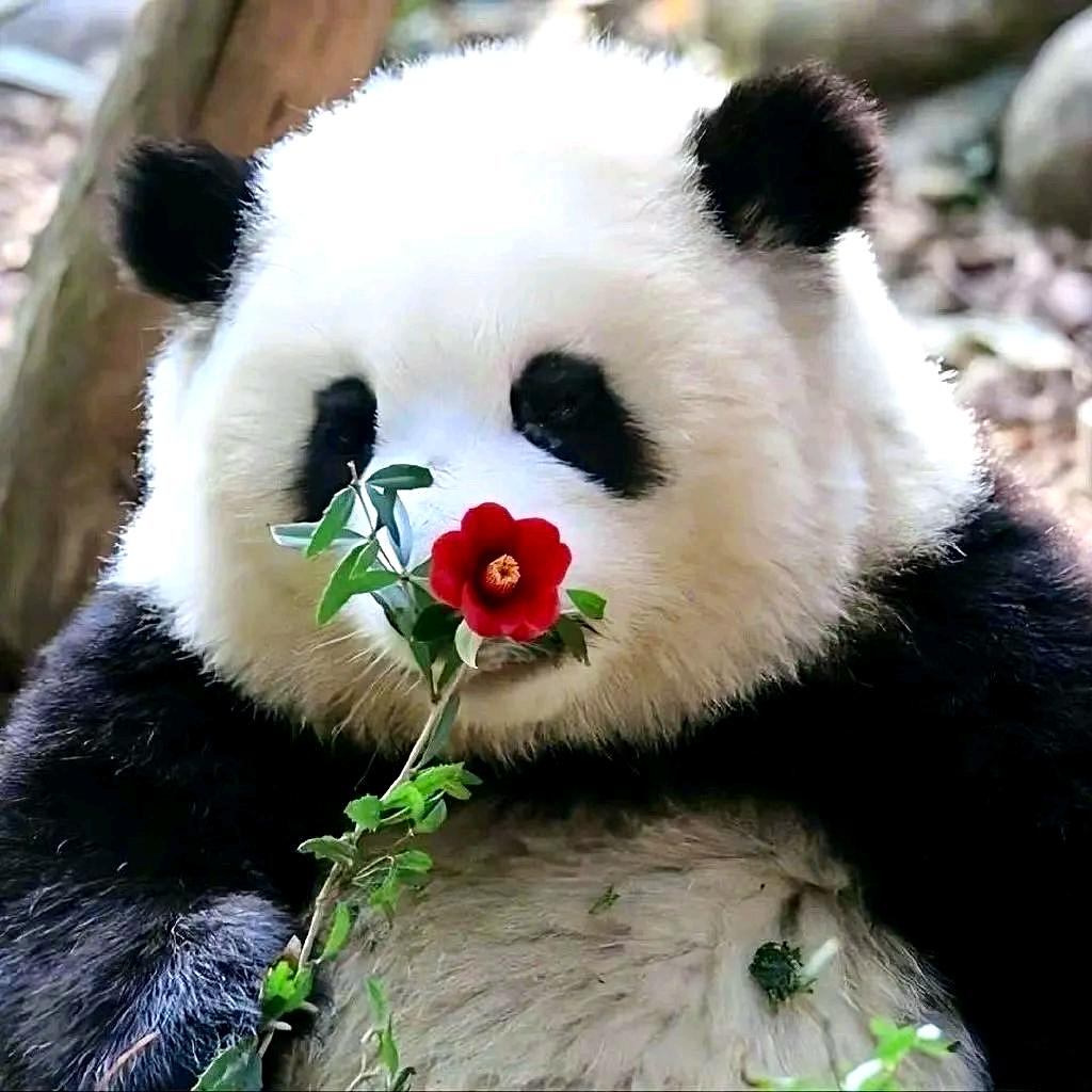 中中啊🌺🐼:)