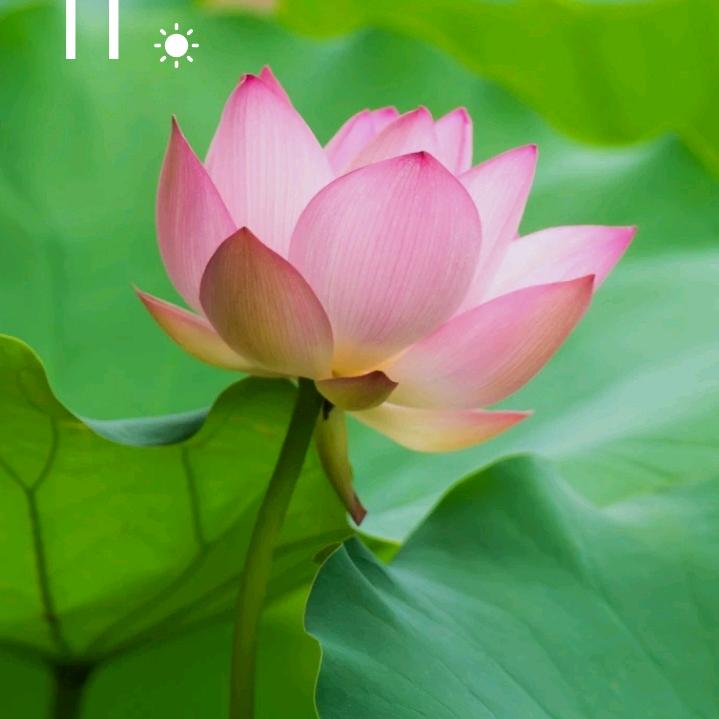 河花