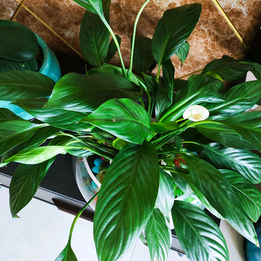 三个宝宝的奶奶