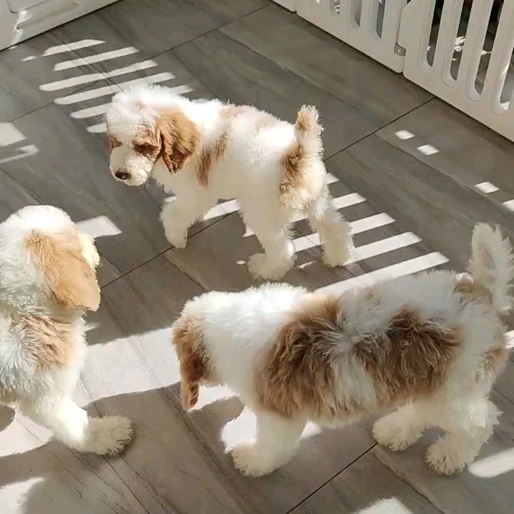 汪汪🐶小队
