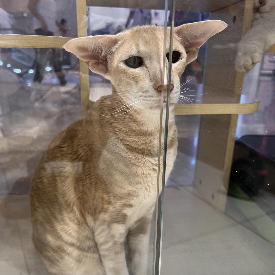 猩猩上树摘香瓜