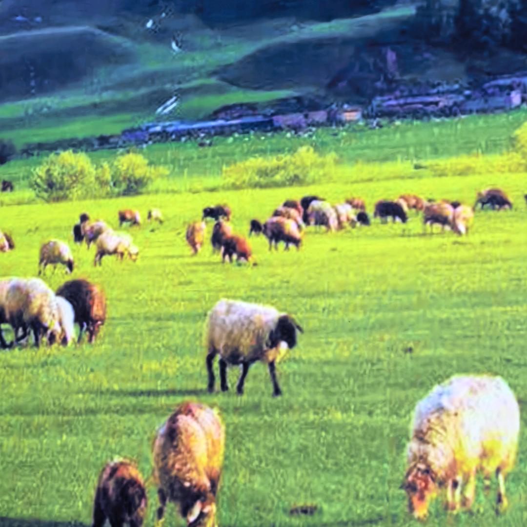 阿拉尔市羊娃子抓饭