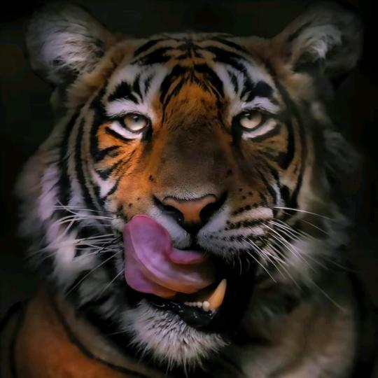 LS