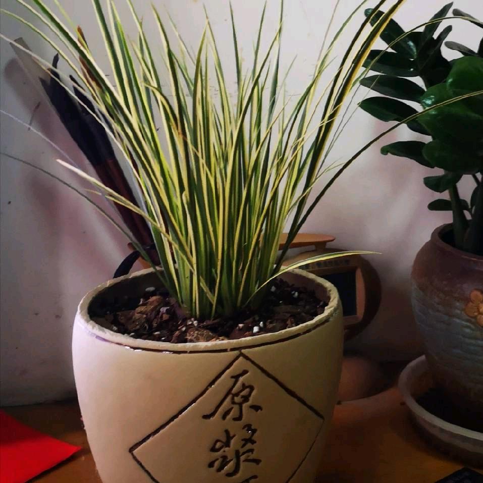 篮色妖姬