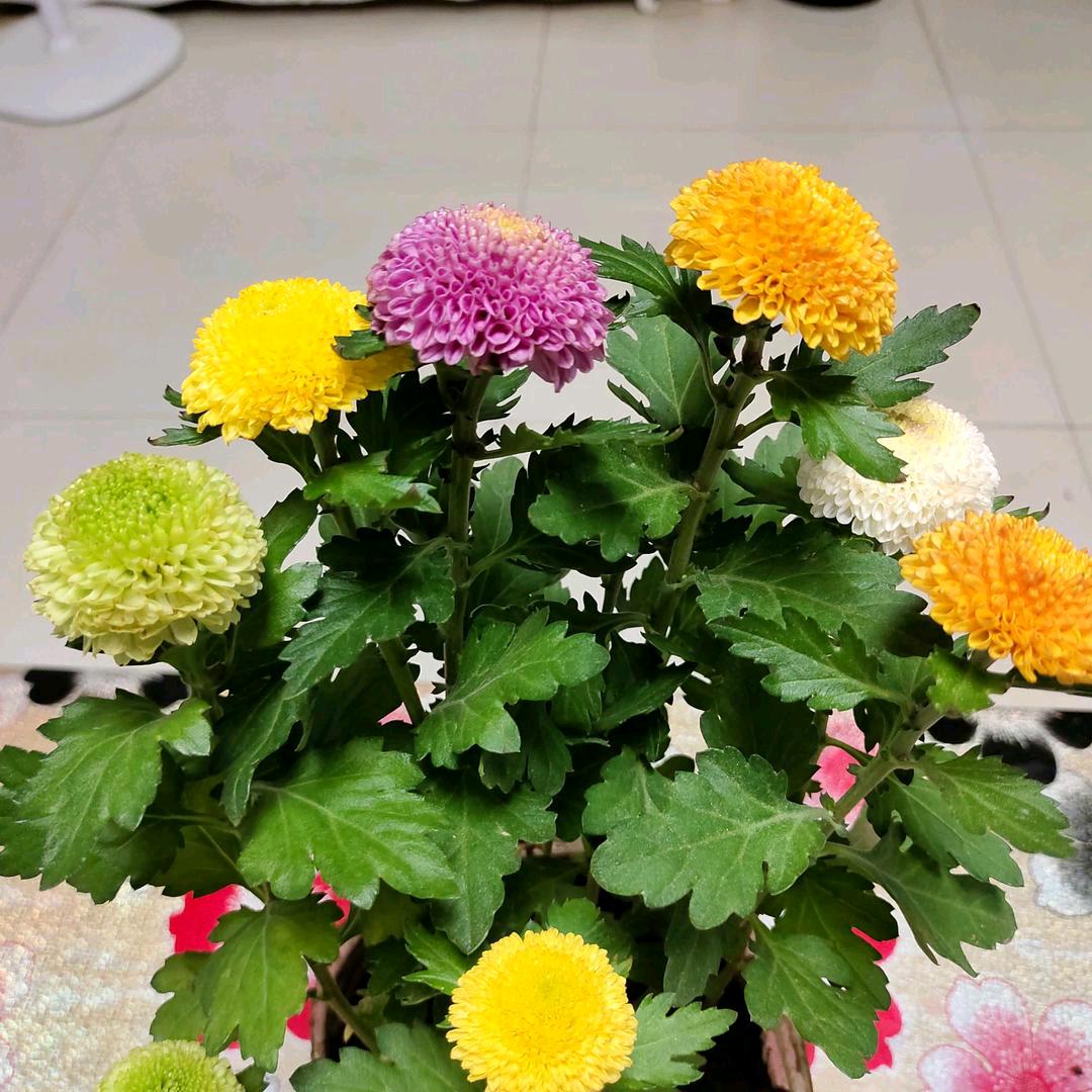 花