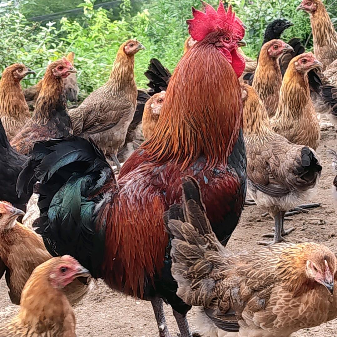 贞丰望辰生态农场（养鸡人）