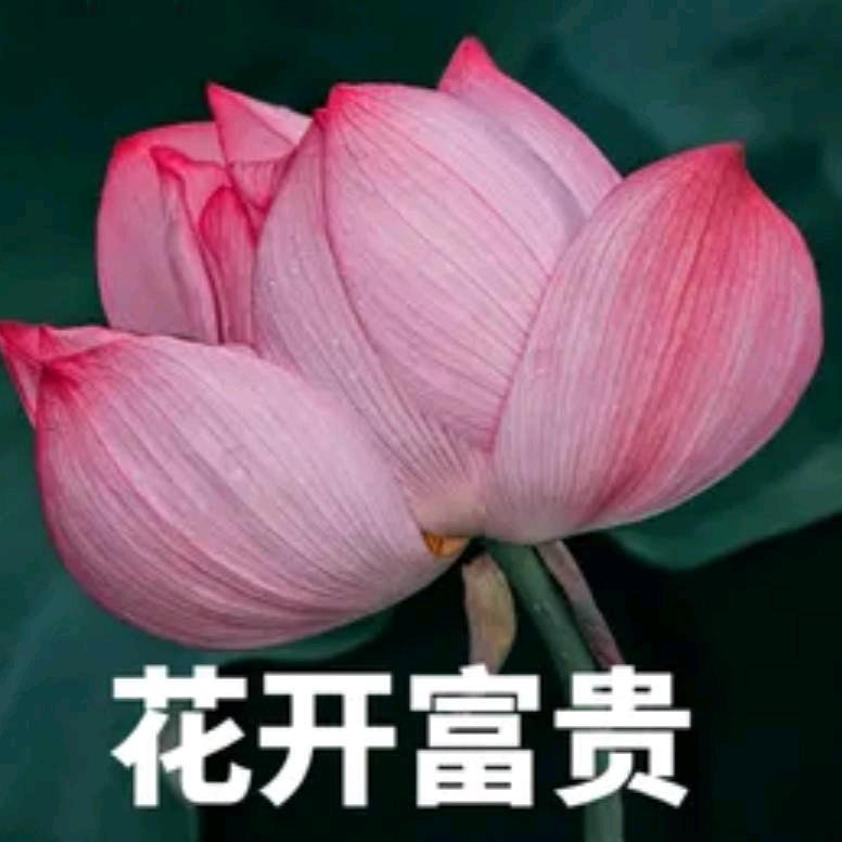 花开花落