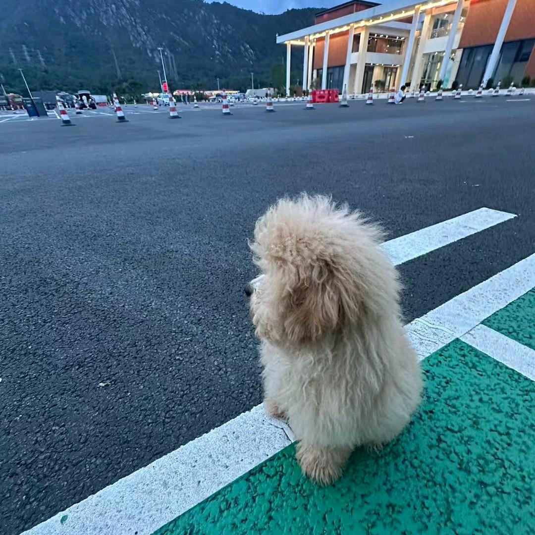 哦豁呀