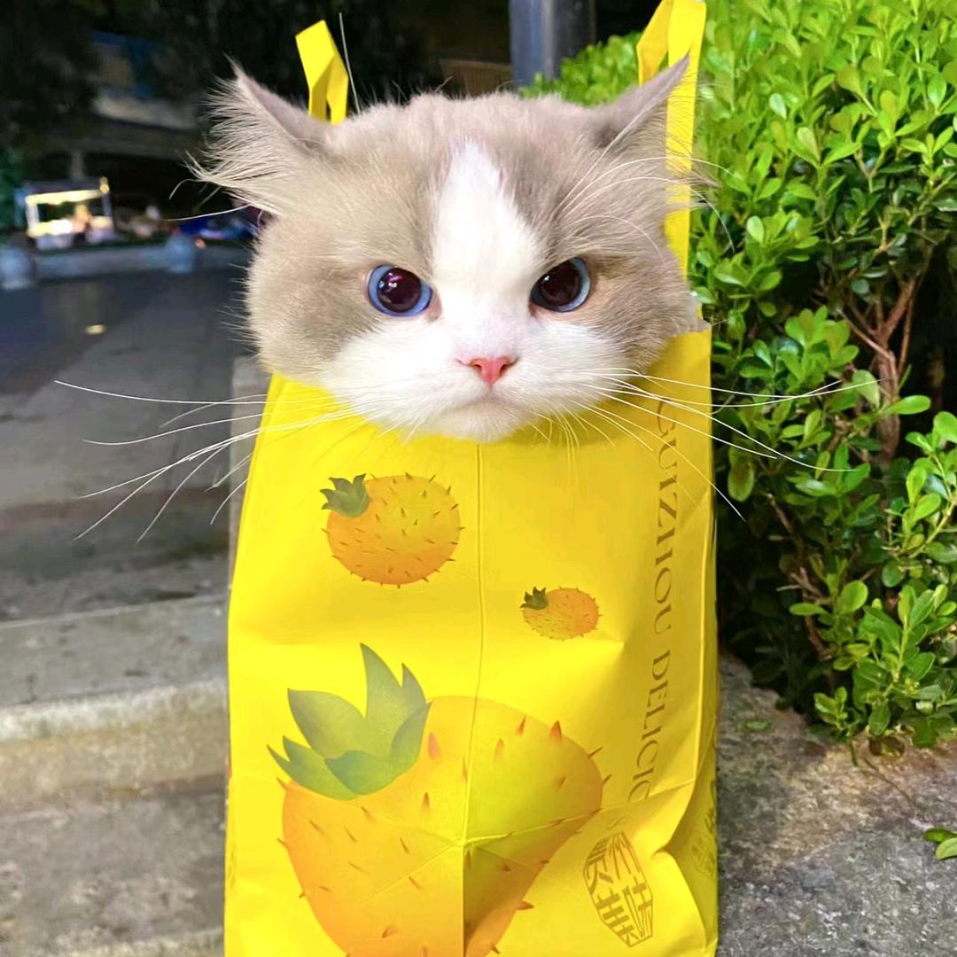 九月猫yuan