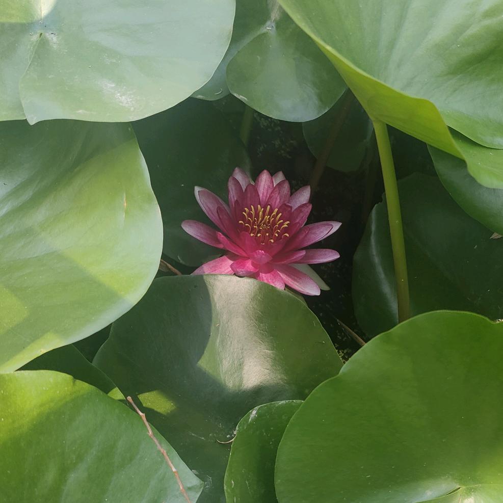 AAA