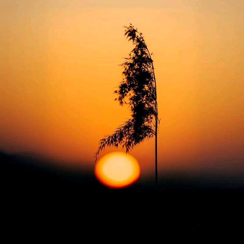 夕阳下的芦苇草