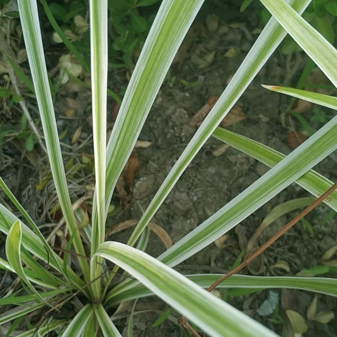 ，🌸亿♥张不够♥花🌸