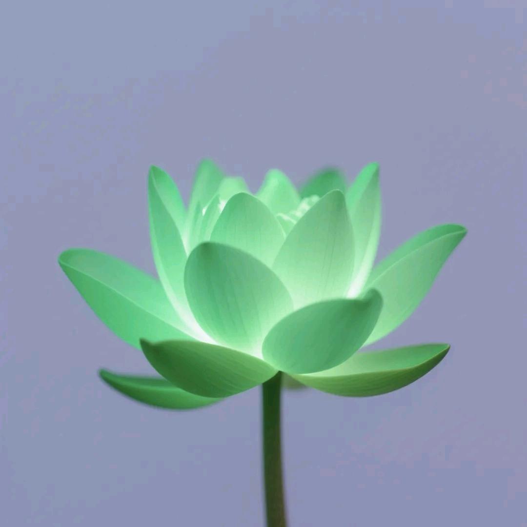 贝
