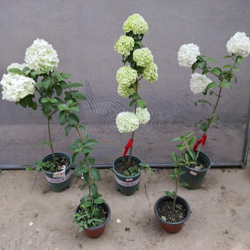 木绣球种植基地