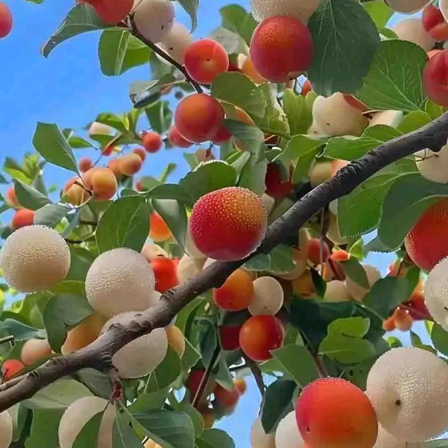 @明天会更好，拒私聊)三姐姐