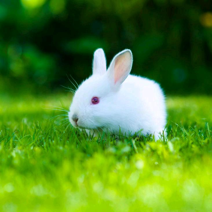 玉兔🐇🐇🐇🌿- ̗̀(๑ᵔ⌔