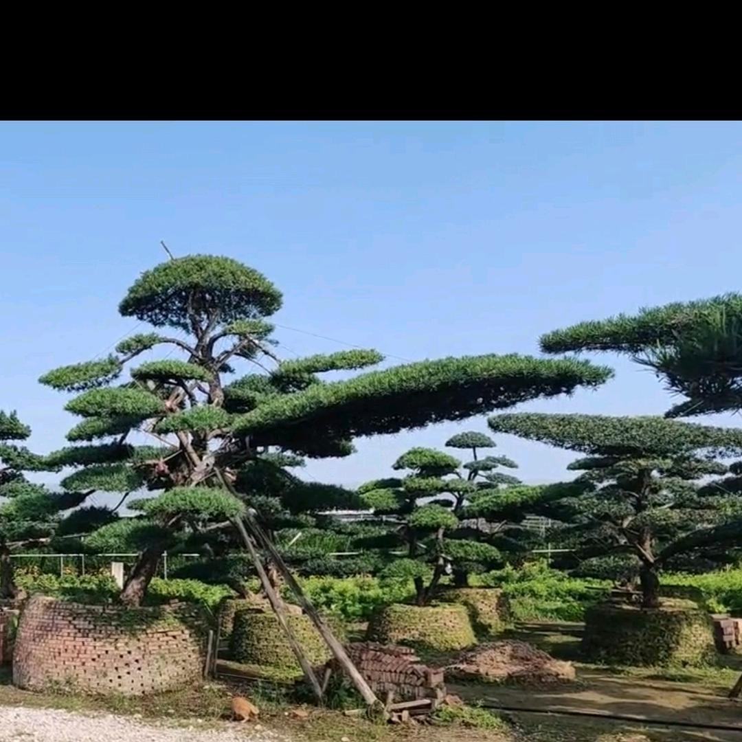 黔江园林设计造型
