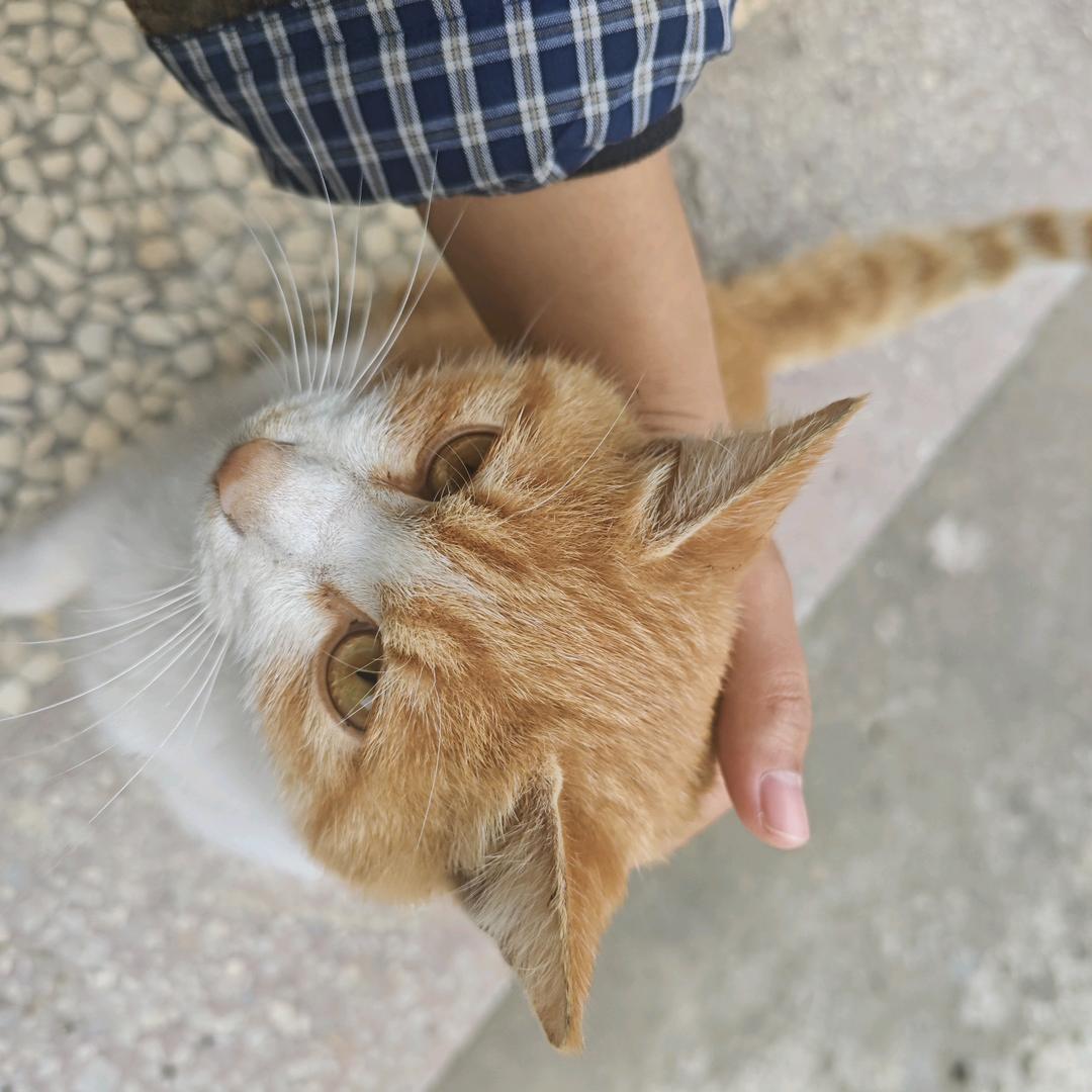 高颓（生发中）