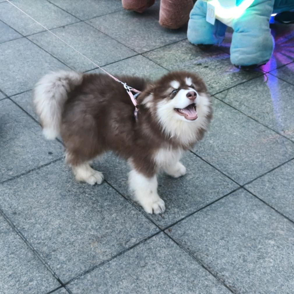 团团爱吃桃
