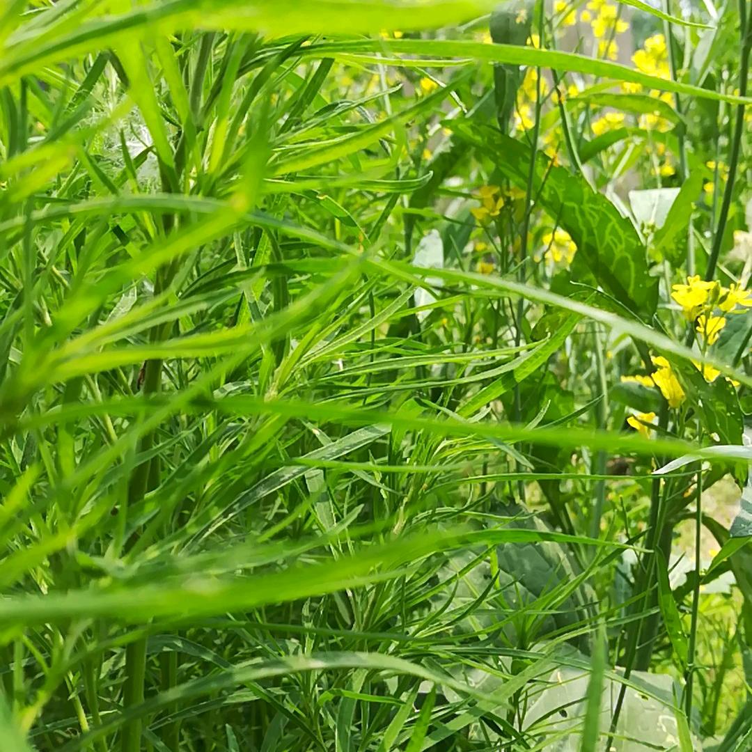明月照松林