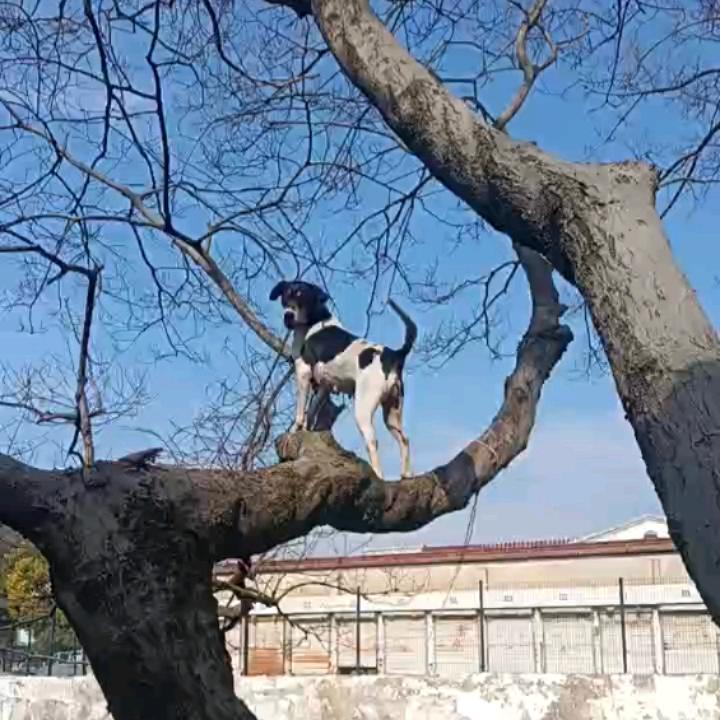 太仓犬  度