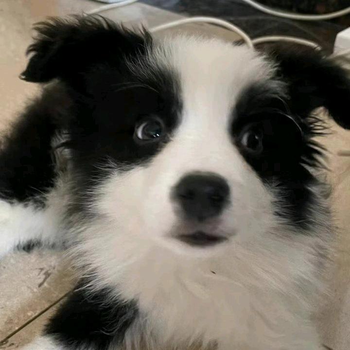 云祁