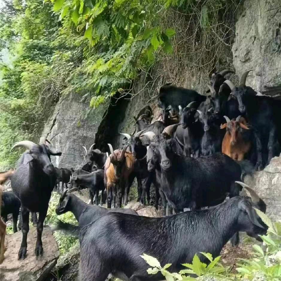 柳城生态养殖土山羊、啊斌