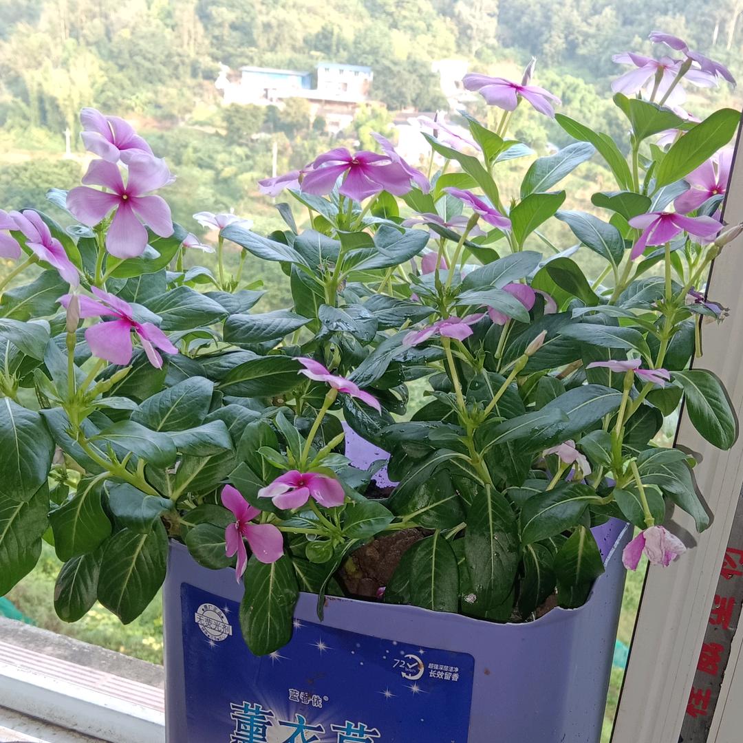知足常乐