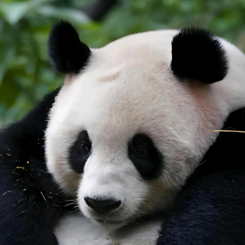 卡萨不熊🐼（枫丹白露）