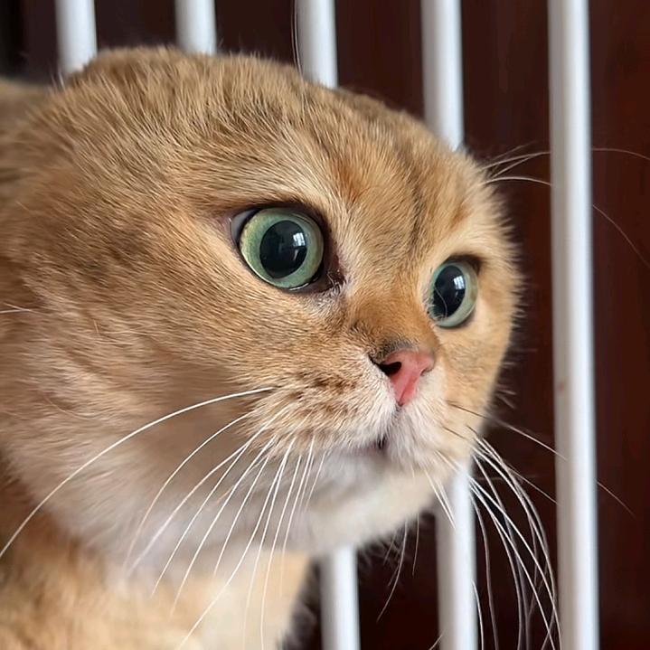 安宁小飞
